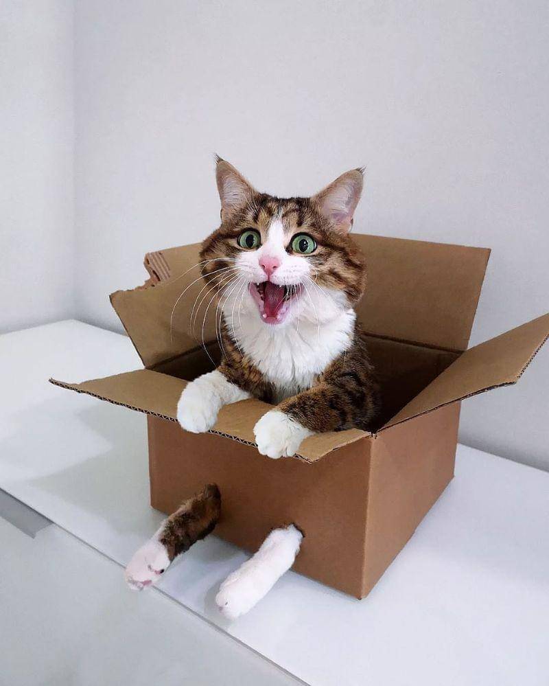 Instagram.com/rexiecat